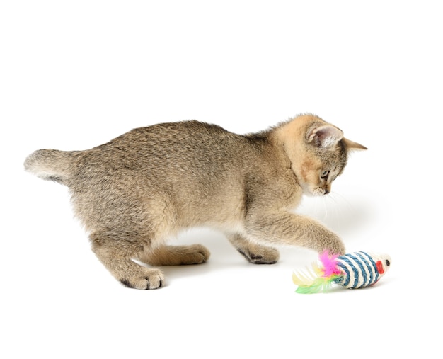 Mignon chaton chinchilla doré écossais race droite, chat jouant sur fond blanc, gros plan