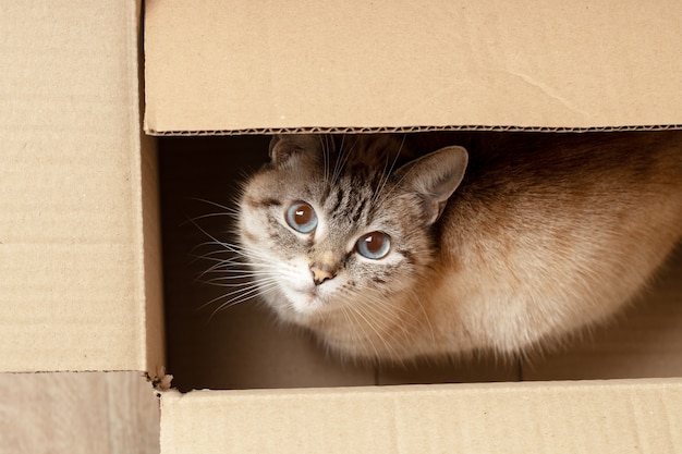 un mignon chaton domestique moelleux se cachant à la boîte. vue ci-dessus