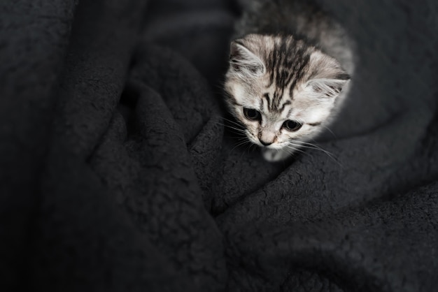 Mignon chaton droit écossais rayé se trouve sur un fond