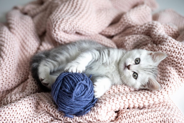 Mignon chaton gris et blanc sur une couverture tricotée légère Pets Comfort