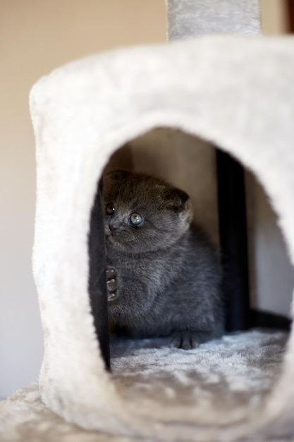 Mignon chaton gris britannique espiègle jouant sur des meubles arbre dissuasif à gratter à la maison Scratcher messages chat drôle amour animaux animal de compagnie