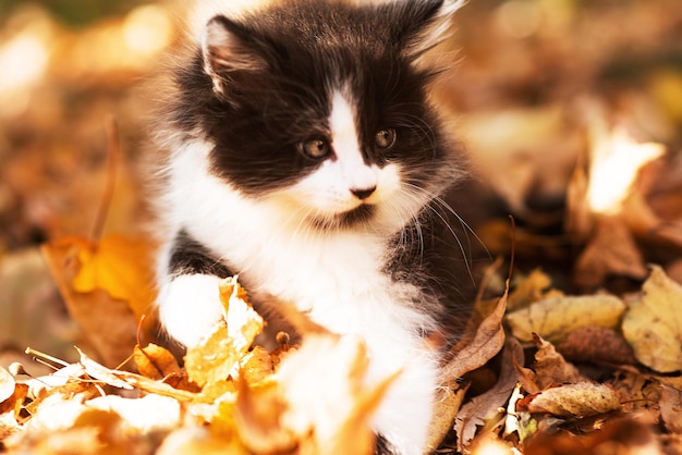 Mignon chaton moelleux parmi les feuilles jaunes en automne