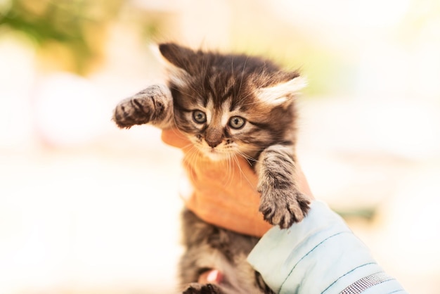 Mignon chaton moelleux parmi les feuilles jaunes en automne