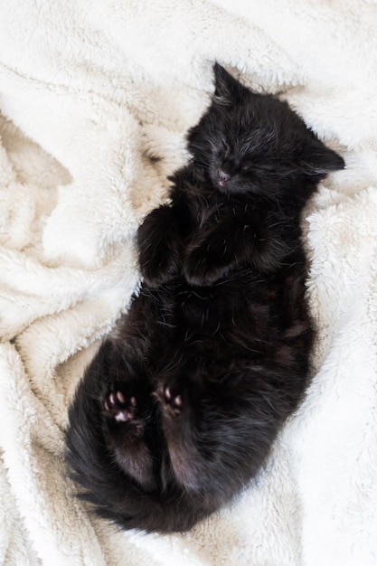 Mignon chaton noir sur fond blanc