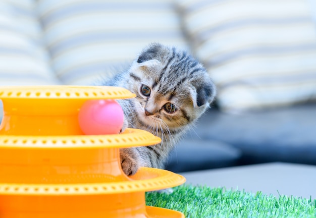 Mignon chaton pli écossais jouant avec un jouet,