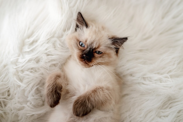 Mignon chaton ragdoll moelleux avec de beaux yeux bleus allongé sur le lit