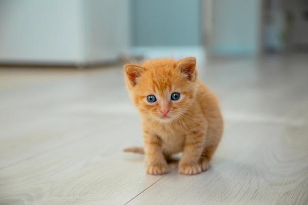 Mignon chaton rouge en appartement