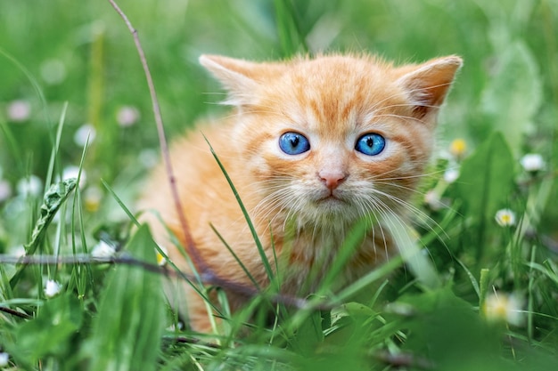 Mignon chaton rouge effrayé dans le jardin parmi l'herbe verte