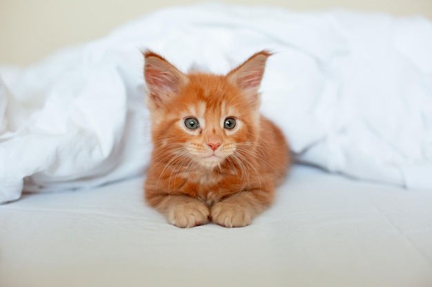Mignon chaton rouge enveloppé dans une couverture blanche chaton maine coon