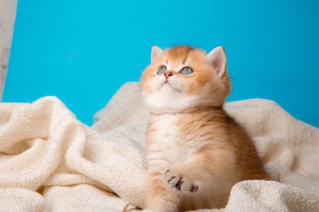 Un mignon chaton rouge sur fond bleu est enveloppé dans un plaid beige, vue de face