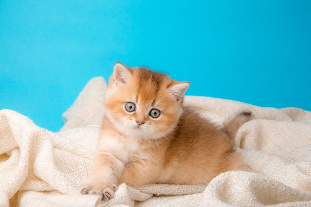 Un mignon chaton rouge sur fond bleu est enveloppé dans un plaid beige, vue de face