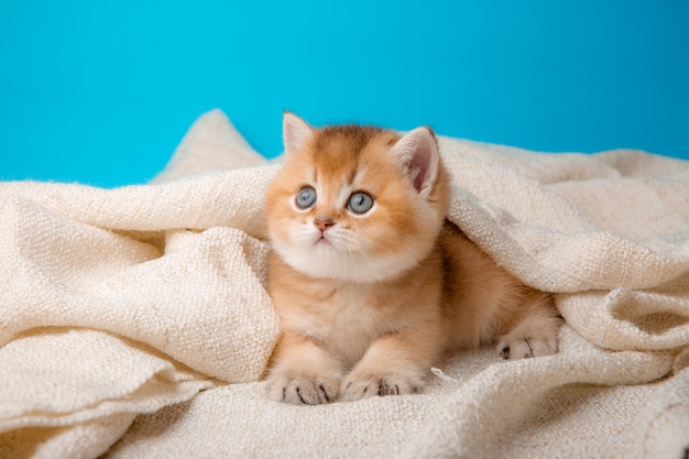 Un mignon chaton rouge sur fond bleu est enveloppé dans un plaid beige, vue de face