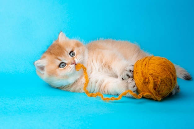 Un mignon chaton rouge moelleux sur fond bleu joue avec une pelote de fil