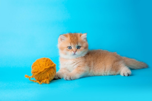 Un mignon chaton rouge moelleux sur fond bleu joue avec une pelote de fil