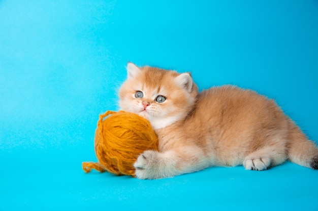 Un mignon chaton rouge moelleux sur fond bleu joue avec une pelote de fil