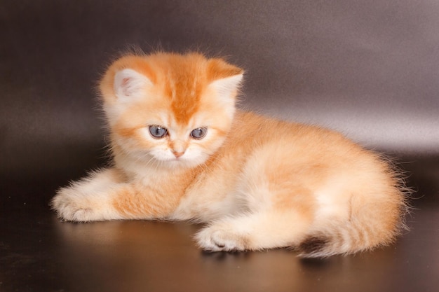 mignon chaton rouge de race britannique sur fond noir