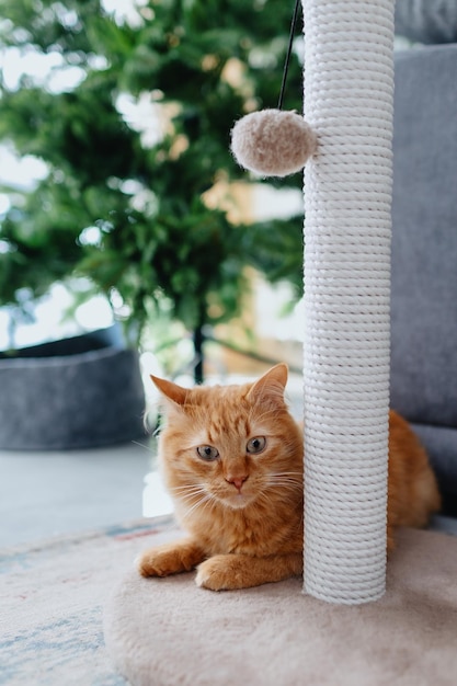 Mignon chaton roux près du griffoir à la maison