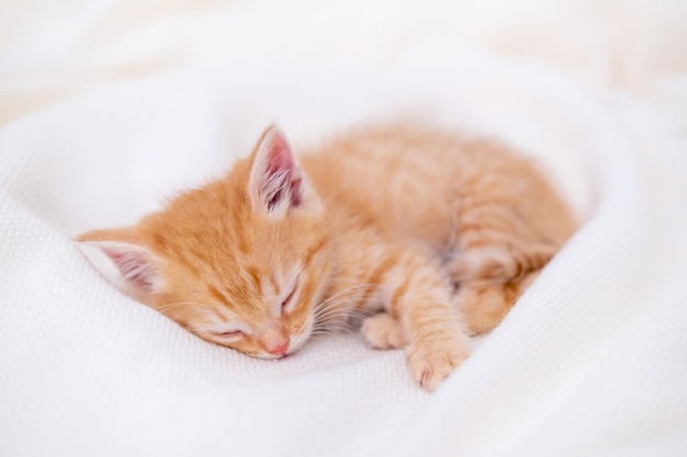 Mignon chaton roux à rayures dormant couché sur une couverture blanche sur le lit concept d'adorables petits chats se détendre