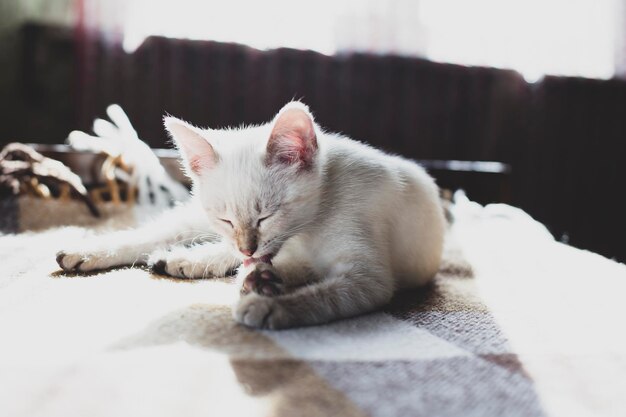 Mignon chaton satisfait lèche ses pattes allongé sur un canapé moelleux dans les rayons du soleil