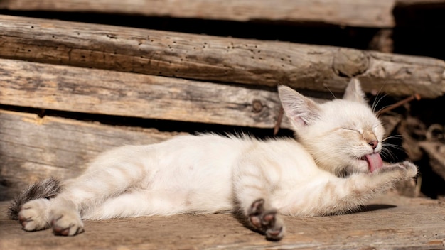 Un mignon chaton satisfait lèche ses pattes allongé sur les marches de l'ancien porche en bois