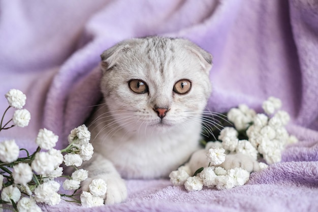 Mignon chaton Scottish Fold avec des fleurs blanches sur une couverture violette Un petit chat regarde la caméra