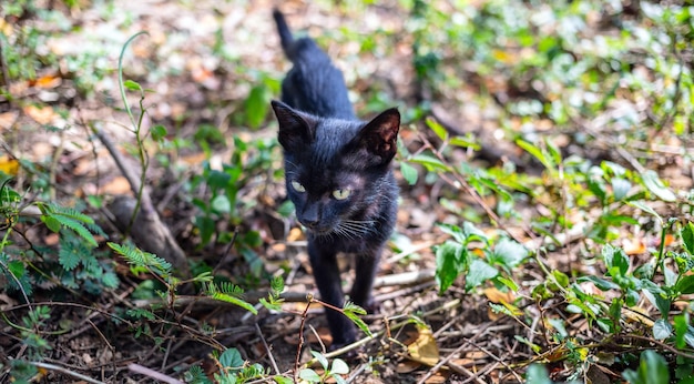 Un mignon chaton thaïlandais indigène noir marche sur l'herbe à l'extérieur dans le parc au soleil matin