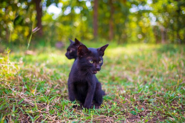 Un mignon chaton thaïlandais indigène noir marche sur l'herbe à l'extérieur dans le parc au soleil matin