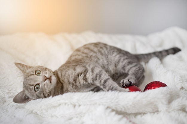 Un mignon chaton tigré aux yeux bleus joue avec une boule de jouets rouge de Noël sur un plaid blanc dans le salon.