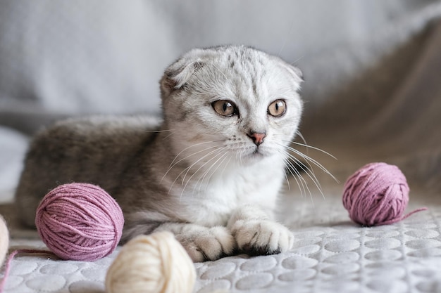 Un mignon chaton tigré est assis avec des écheveaux de fil sur le canapé mignon chaton scottish fold et boules