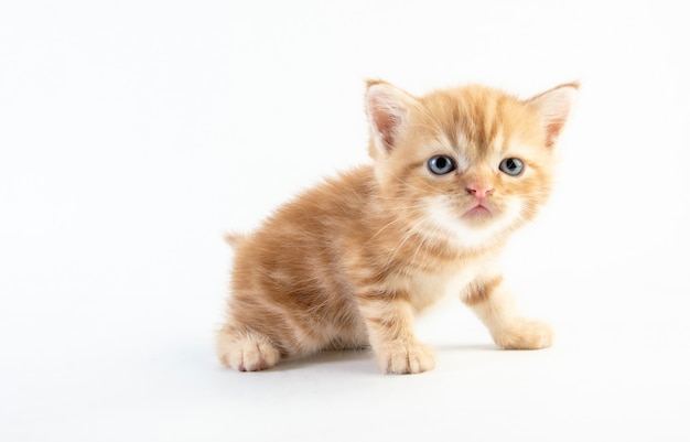 mignon chaton tigré sur fond blanc