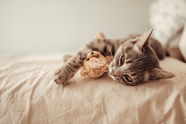 Un mignon chaton tigré se trouve dans une étreinte avec un ours en peluche doux sur le lit