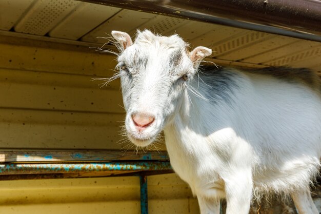 Mignon chèvre en liberté sur une ferme d'animaux écologiques naturels biologiques paissant librement dans la cour sur le fond du ranch ...