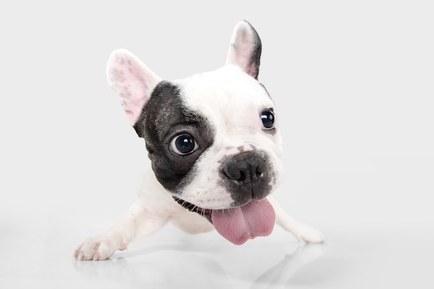 Photo mignon chien ou animal de compagnie blanc-noir ludique joue et a l'air heureux isolé sur blanc