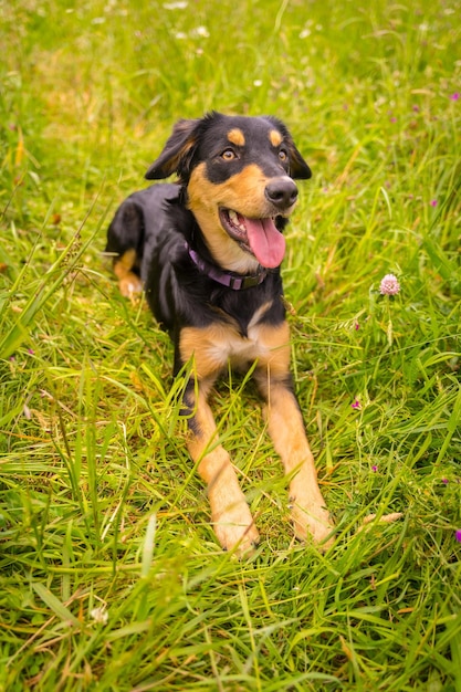 Un mignon chien assis sur une journée de printemps ensoleillée dans une prairie de fleurs avec sa bouche ouverte et sa langue qui sort Border Collie Pitbull et Boxer Mix Puppy Dog