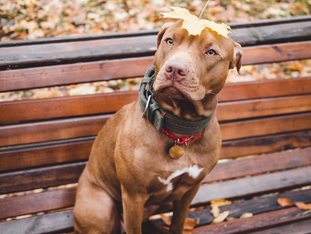 mignon, chien, à, automne, feuille jaune, sur, sien, tête