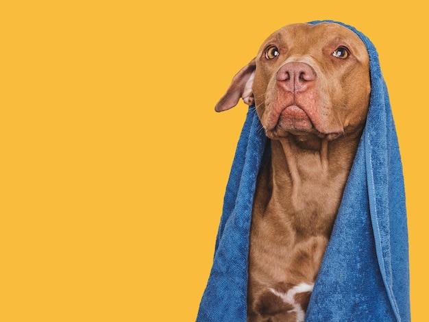 Un mignon chien brun et une serviette bleue Un chien de toilette