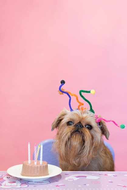 Le mignon chien Brussels Griffon fête son anniversaire avec un cupcake et des flocons d'avoine