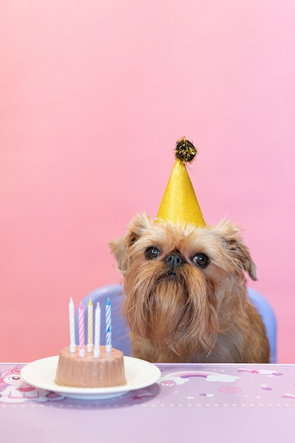 Le mignon chien Brussels Griffon fête son anniversaire avec un cupcake et des flocons d'avoine