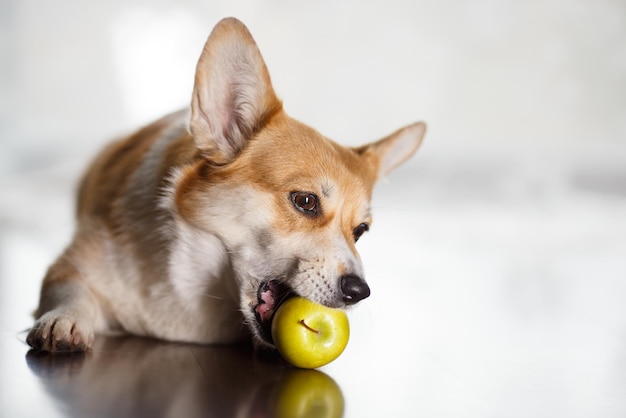 Un mignon chien corgi ronge une pomme verte en étant allongé sur le sol sur fond de fenêtre de maison, le p...