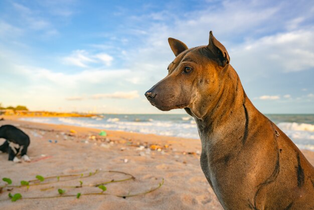 Mignon chien fidèle assis sur le front de mer