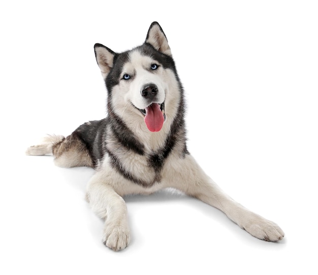 Un mignon chien Husky sur un fond blanc