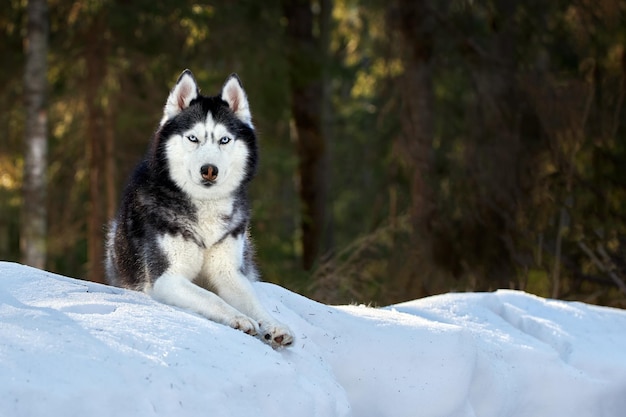 Mignon chien husky sibérien se trouve sur la neige dans la forêt d'hiver Portrait ensoleillé de noble chien husky sur le fond d'une sombre forêt de conifères