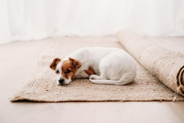 Le mignon chien Jack Russell allongé sur le tapis dans sa nouvelle maison.