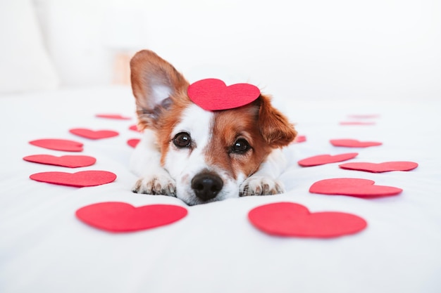 Le mignon chien de Jack Russell à la maison avec des roses rouges et des cœurs de romance concept de Saint-Valentin