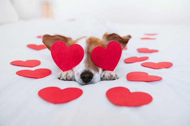 Photo le mignon chien de jack russell à la maison avec des roses rouges et des cœurs de romance concept de saint-valentin