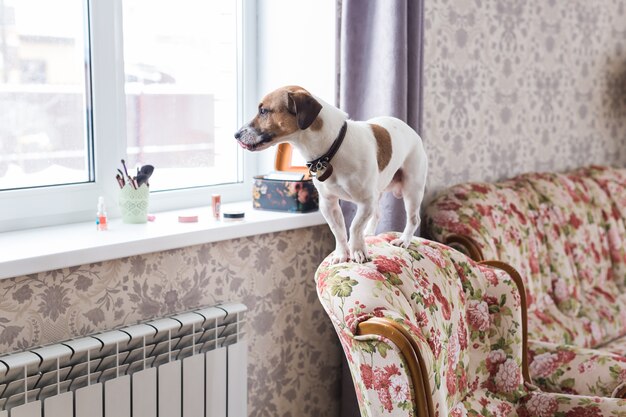 Mignon chien jack russell terrier à l'intérieur