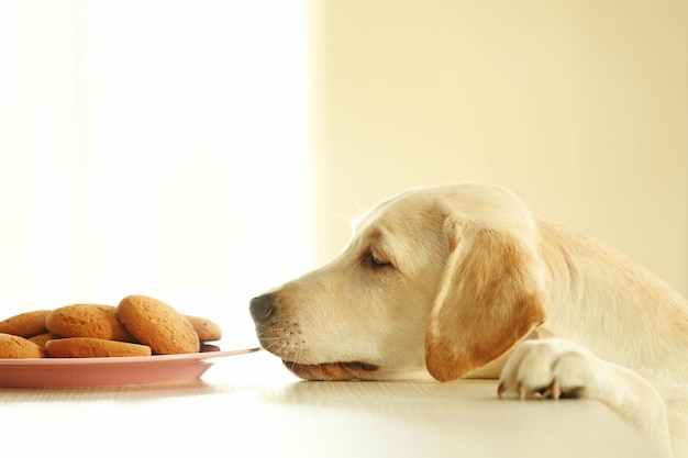 Mignon chien Labrador et biscuits contre une table en bois sur fond flou