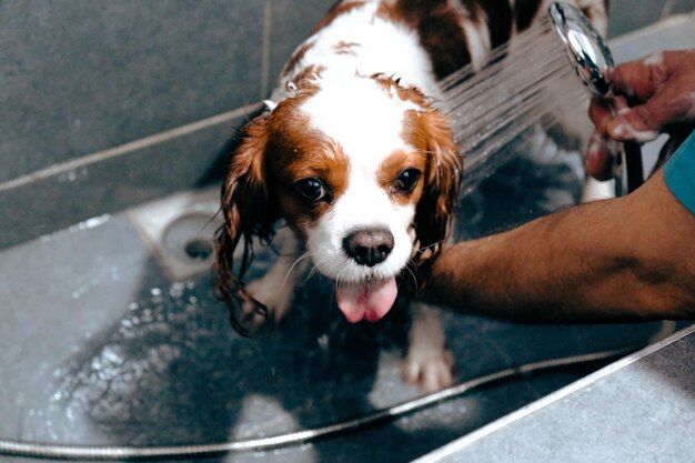 Photo mignon chien malade attendant le vétérinaire