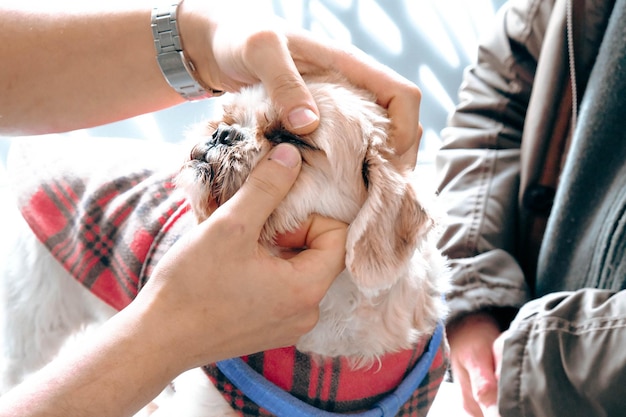 mignon chien malade attendant le vétérinaire