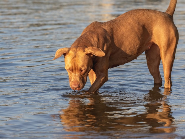 Un mignon chien nageant dans la rivière Un jour ensoleillé